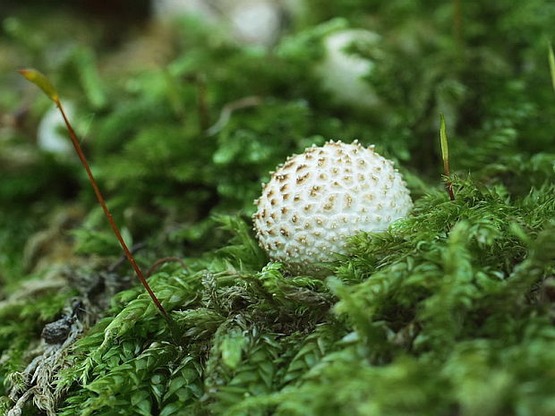 prášnica Lycoperdon sp.