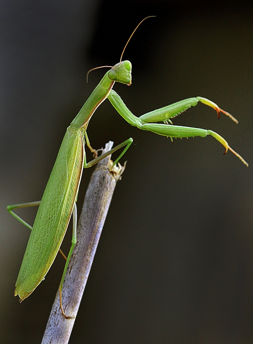 modlivka zelená Mantis religiosa