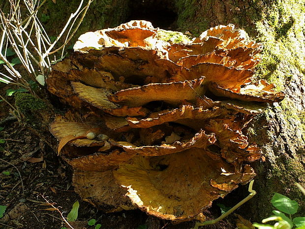 vejárovec obrovský Meripilus giganteus (Pers.) P. Karst.