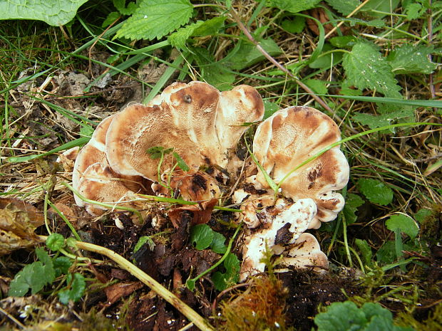 vejárovec obrovský Meripilus giganteus (Pers.) P. Karst.