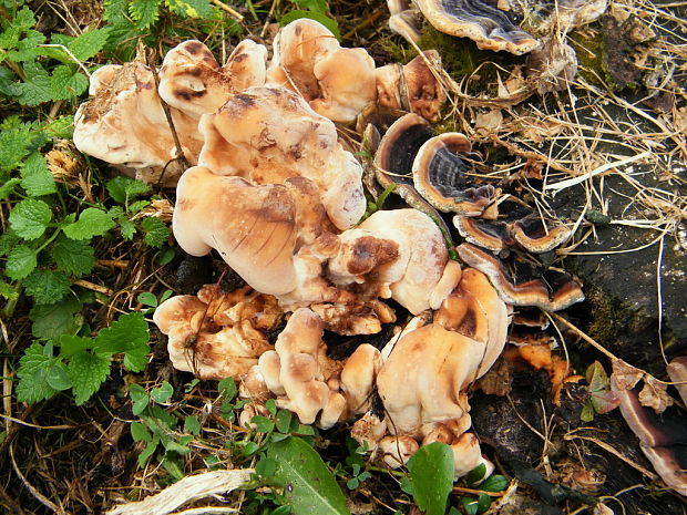 vejárovec obrovský Meripilus giganteus (Pers.) P. Karst.