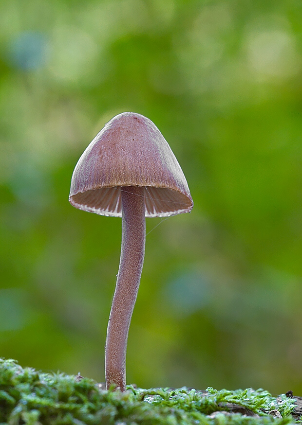 prilbička krvavomliečna Mycena haematopus (Pers.) P. Kumm.