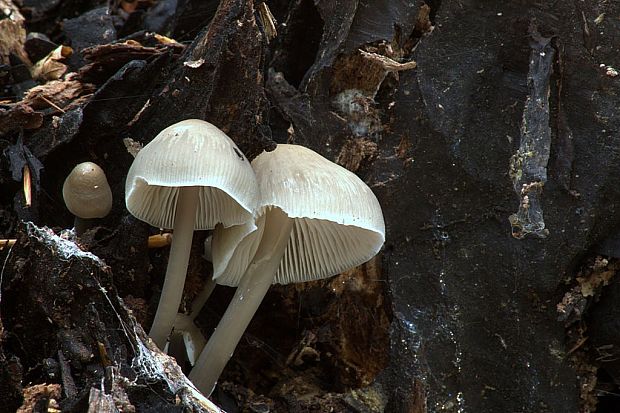 prilbička Mycena sp.