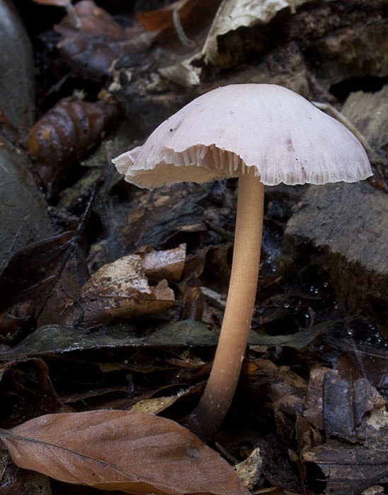 prilbička Mycena sp.