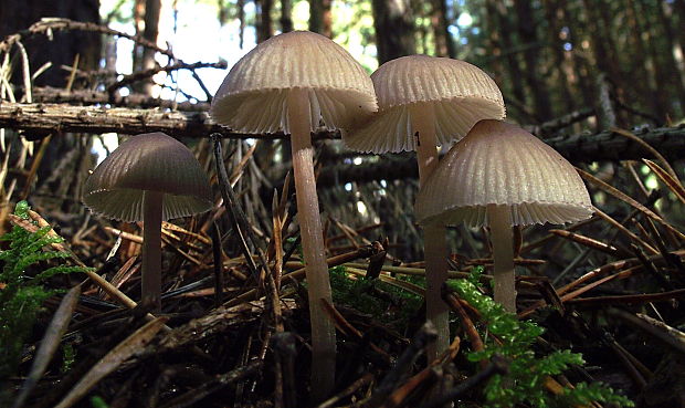 prilbička Mycena sp.