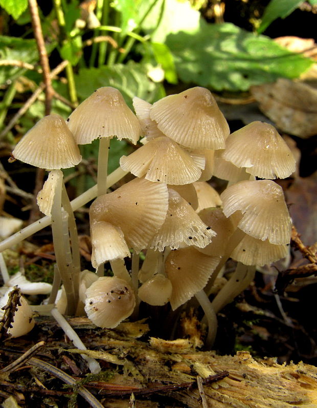 prilbička Mycena sp.