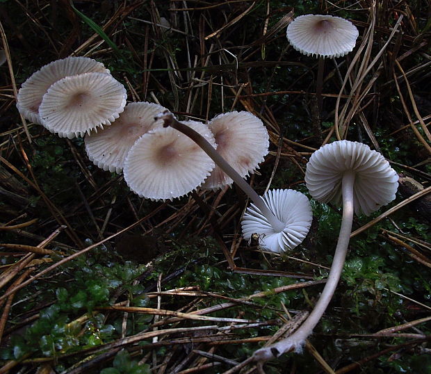 prilbička zefírová Mycena zephirus  (Fr.) P. Kumm.