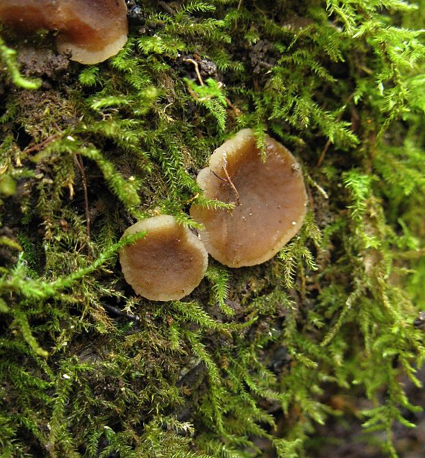 hrubatka Pachyella sp.