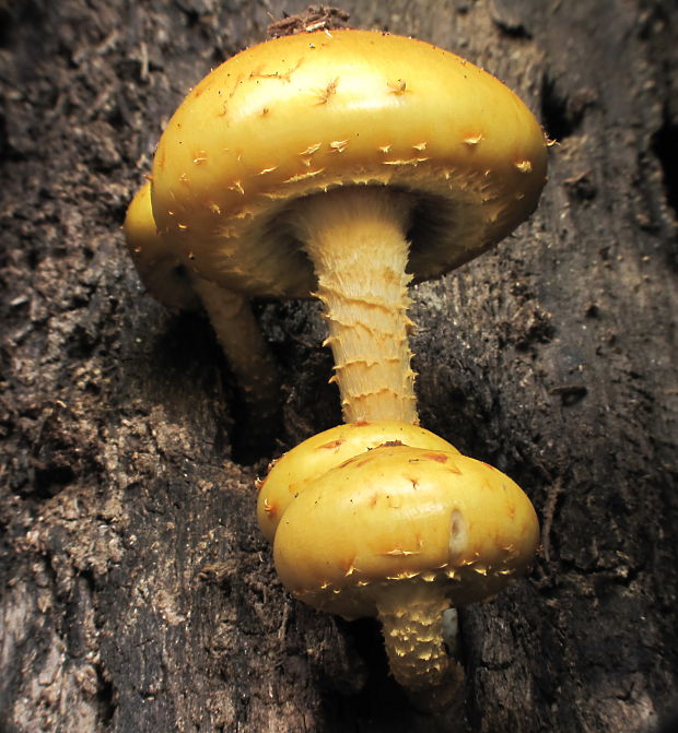 šupinovka Pholiota sp.