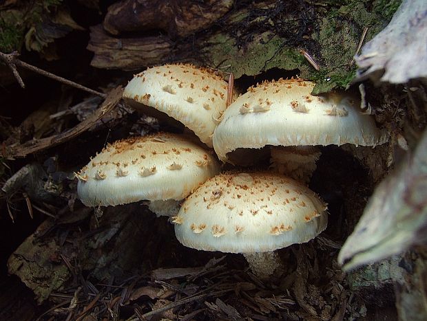 šupinovka Pholiota sp.