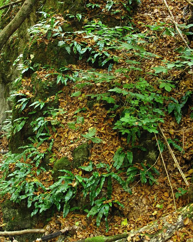 jazyk jelení Phyllitis scolopendrium (L.) Newman