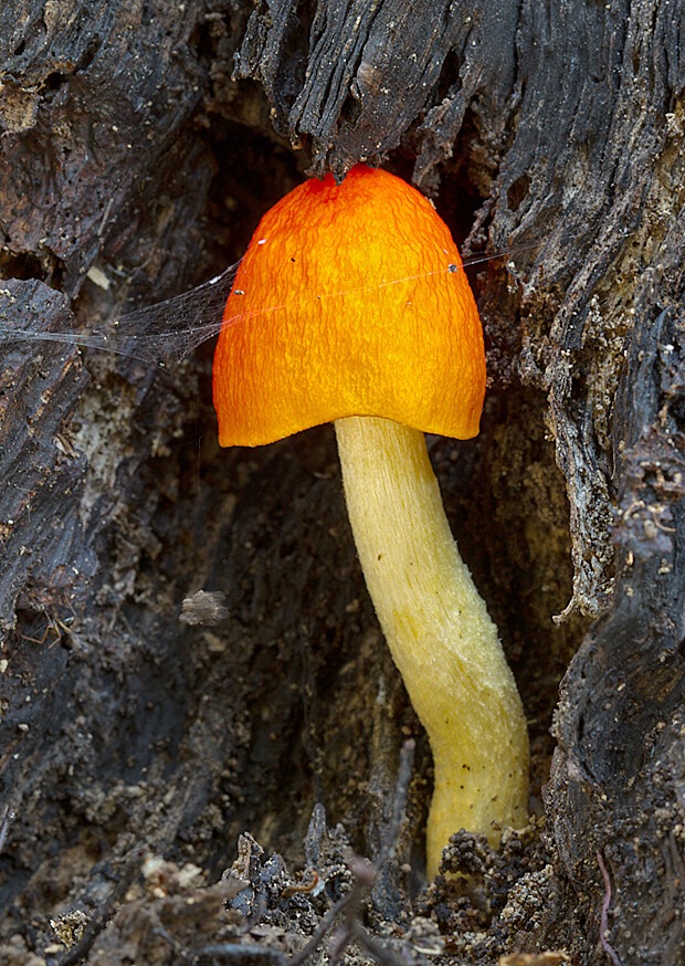 štítovka šarlátová Pluteus aurantiorugosus (Trog) Sacc.