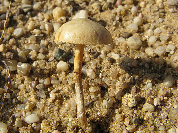 drobuľka pieskomilná Psathyrella ammophila (Durieu & Lév.) P.D. Orton