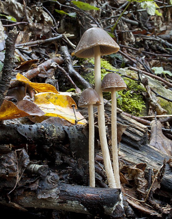 drobuľka Psathyrella sp.