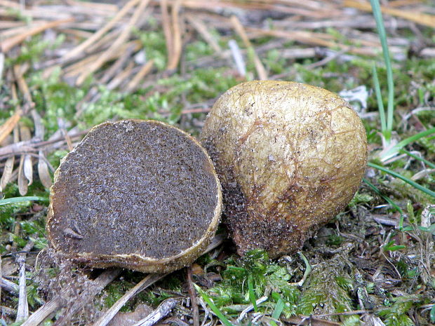 koreňovec žltkastý Rhizopogon luteolus Fr. & Nordholm