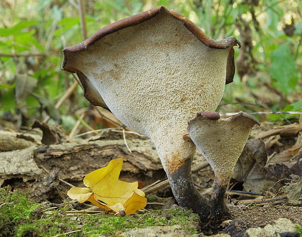 trúdnik tmavohlúbikový Royoporus badius (Pers.) A.B. De