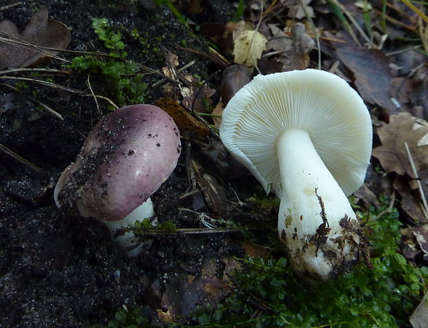 plávka krehká Russula cf. fragilis var. fragilis (Pers.) Fr. 1838