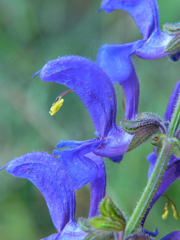 šalvia lúčna Salvia pratensis L.