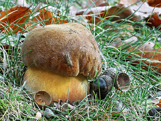 hríb zrnitohlúbikový Sutorius luridiformis (Rostk.) G. Wu & Zhu L. Yang