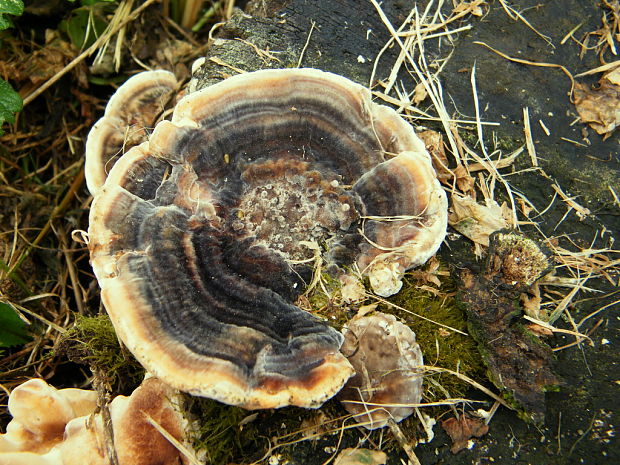 trúdnikovec pestrý Trametes versicolor (L.) Lloyd