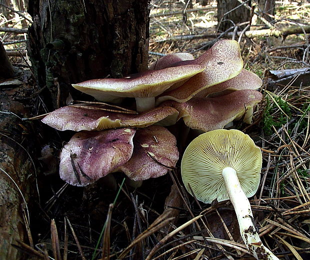 čírovec červenožltý Tricholomopsis rutilans (Schaeff.ex Fr.) Sing.