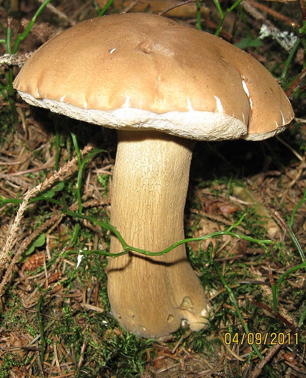 podhríb žlčový Tylopilus felleus (Bull.) P. Karst.