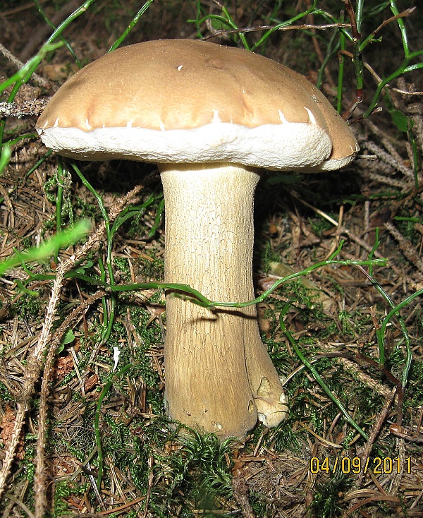 podhríb žlčový Tylopilus felleus (Bull.) P. Karst.