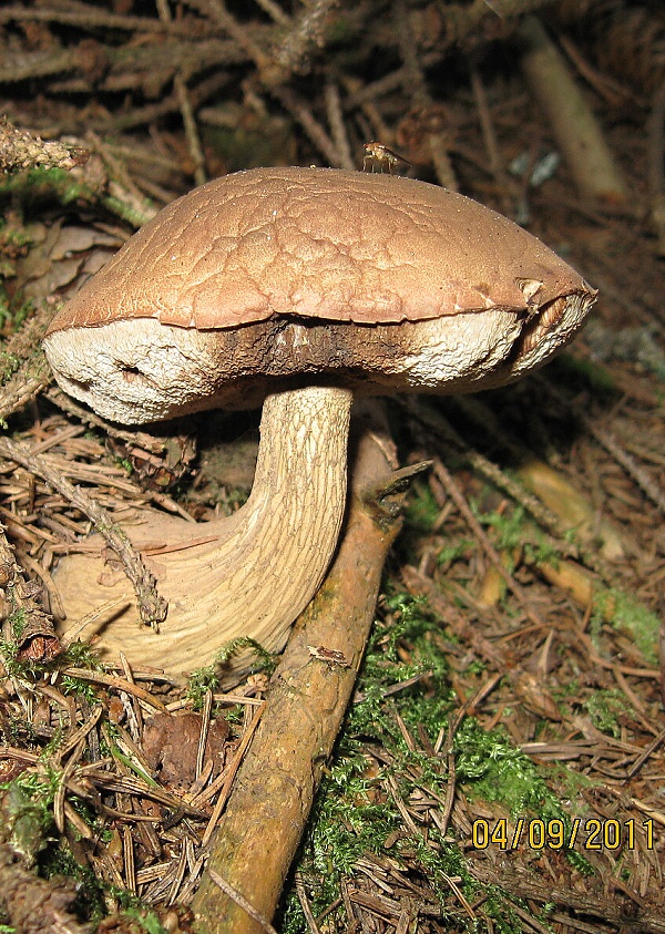 podhríb žlčový Tylopilus felleus (Bull.) P. Karst.