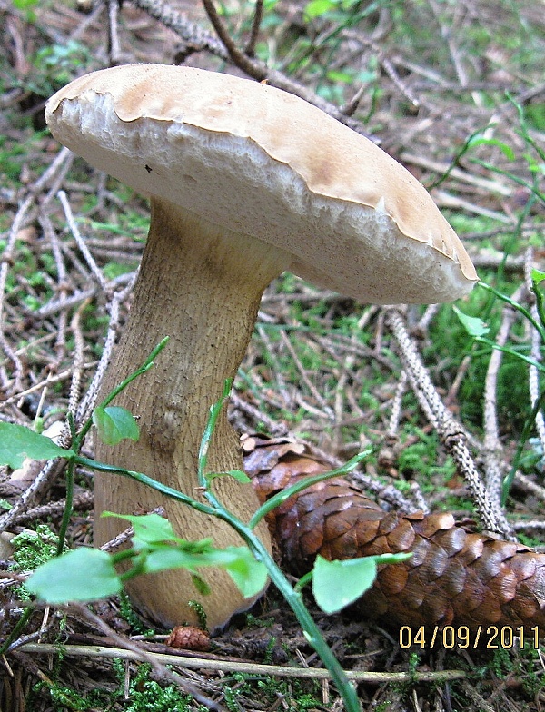 podhríb žlčový Tylopilus felleus (Bull.) P. Karst.