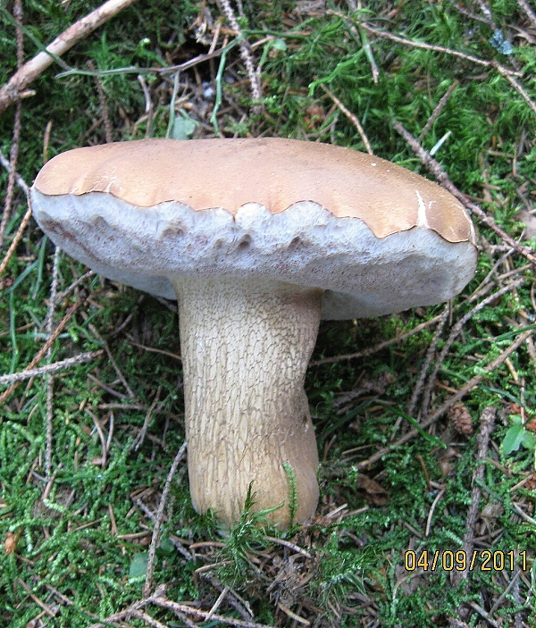 podhríb žlčový Tylopilus felleus (Bull.) P. Karst.