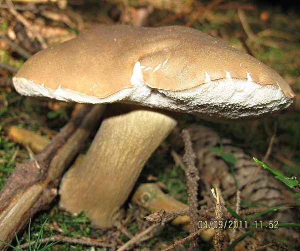 podhríb žlčový Tylopilus felleus (Bull.) P. Karst.