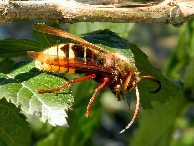 sršeň obyčajný Vespa crabro