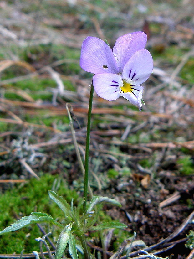 fialka trojfarebná Viola tricolor L. emend. F. W. Schmidt