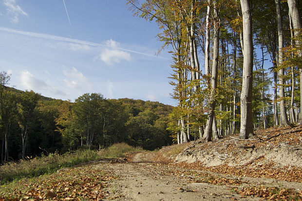 Lesná cesta