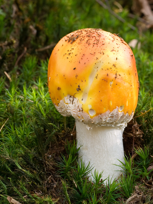 muchotrávka červená Amanita muscaria (L.) Lam.