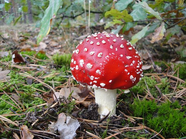 muchotrávka červená Amanita muscaria (L.) Lam.