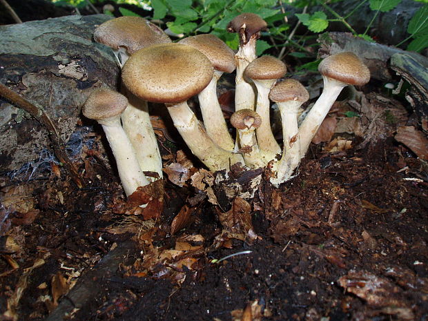 podpňovka Armillaria sp.