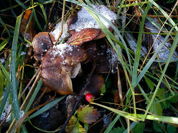 podpňovka Armillaria sp.