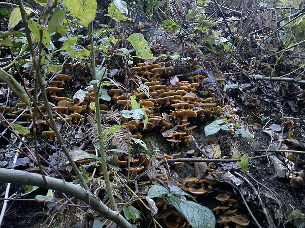 podpňovka Armillaria sp.