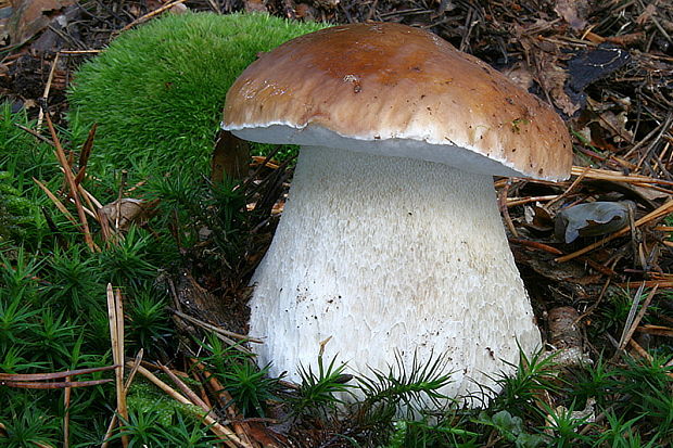 hríb smrekový Boletus edulis Bull.