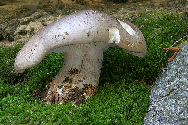 strmuľka inovaťová Clitocybe nebularis (Batsch) P. Kumm.