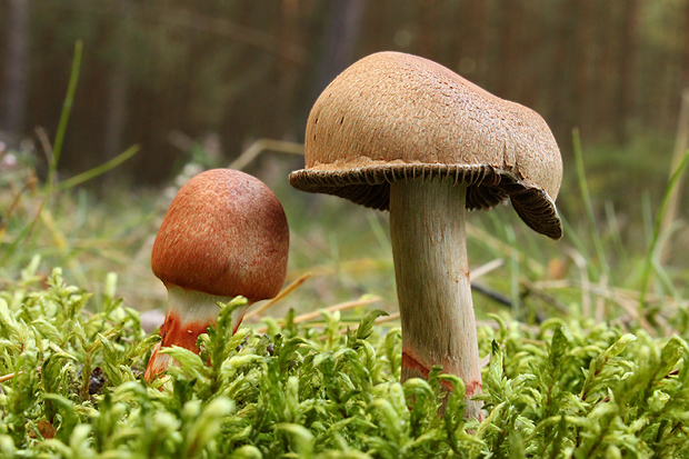 pavučinovec červenopásový Cortinarius armillatus (Fr.) Fr.