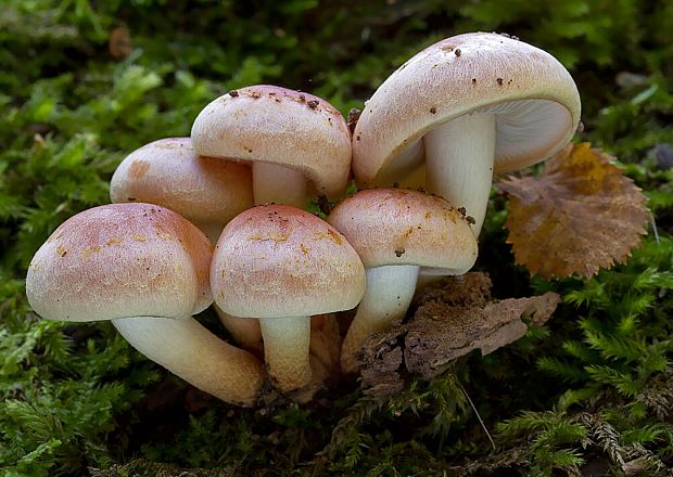 strapcovka tehlovočervená Hypholoma lateritium (Schaeff.) P. Kumm.