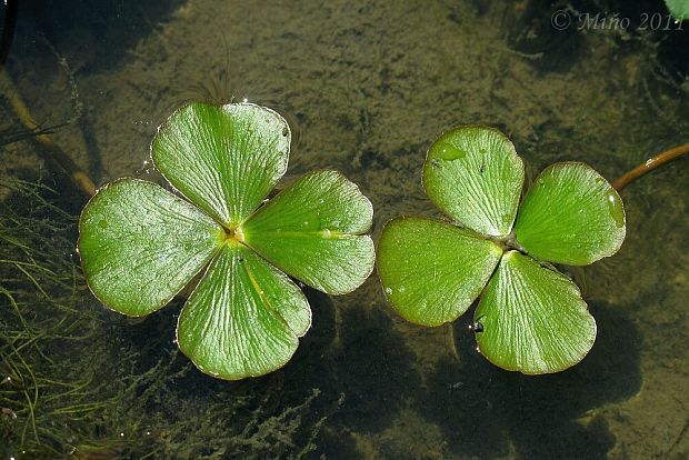 marsilea štvorlistá Marsilea quadrifolia L.