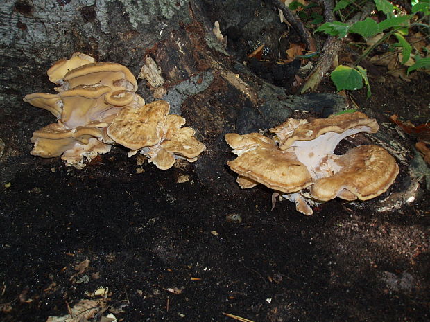 vejárovec obrovský Meripilus giganteus (Pers.) P. Karst.