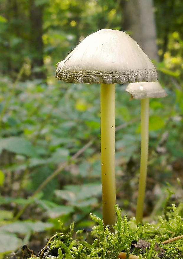 prilbička slizká Mycena epipterygia (Scop.) Gray