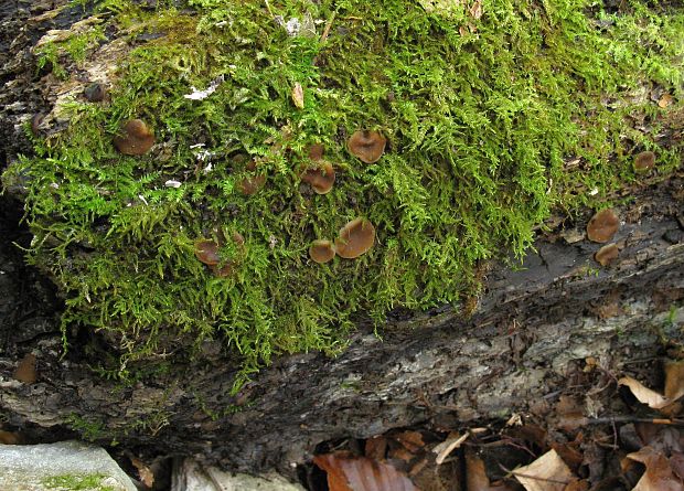 hrubatka Pachyella sp.