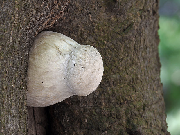 hliva dubová Pleurotus dryinus (Pers.) P. Kumm.