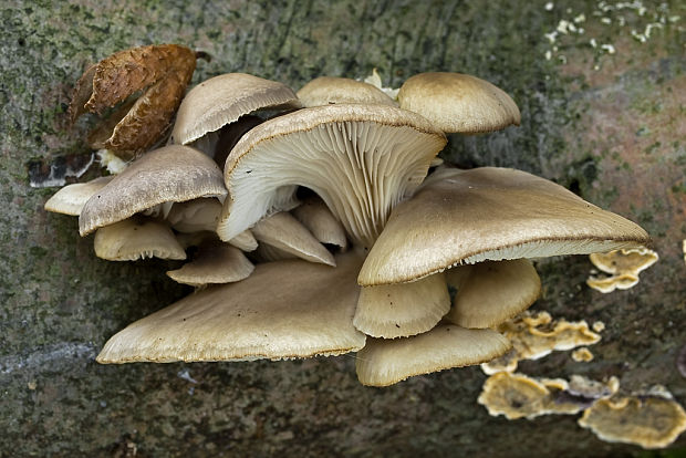 hliva buková Pleurotus pulmonarius (Fr.) Quél.