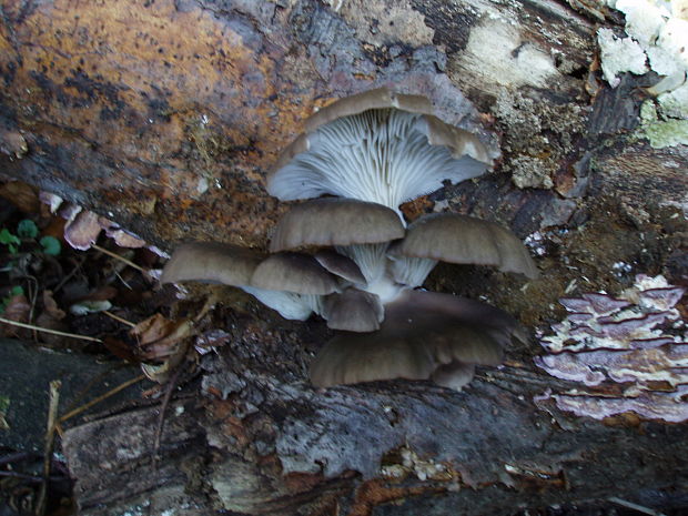 hliva Pleurotus sp.